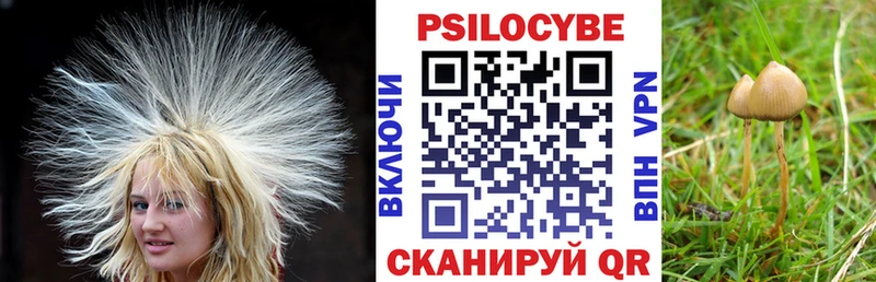 Галлюциногенные грибы Psilocybine cubensis  Карабаново 